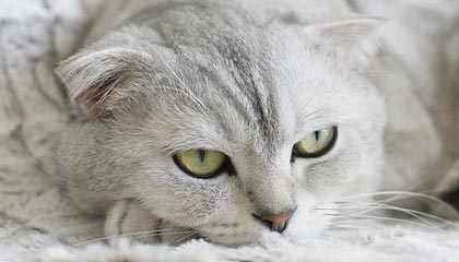 巴拉多利德主场逼平，将近一步都喜悦