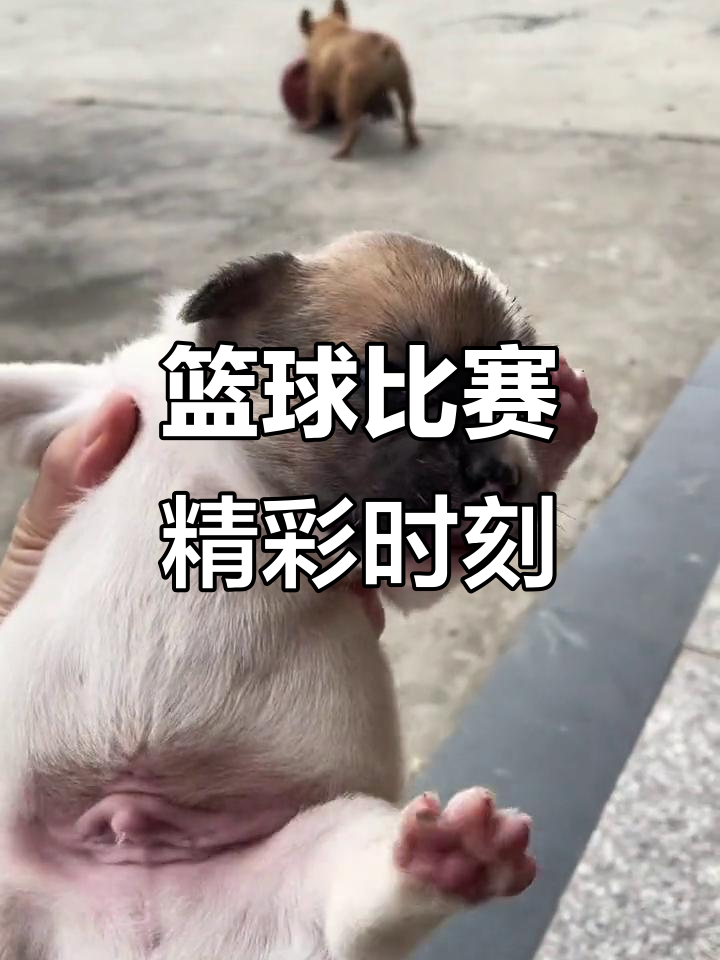 篮球赛场上的精彩瞬间不容错过